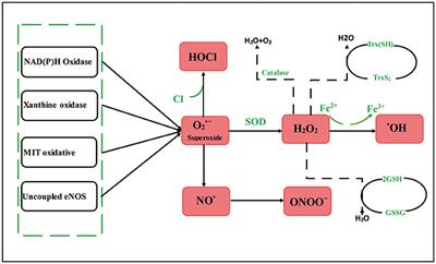 Oxidative Stress-Mediated Atherosclerosis: Mechanisms and Therapies